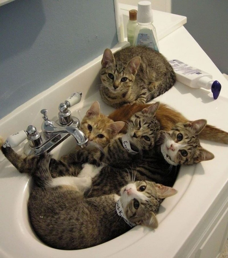 Эти забавные кошки
