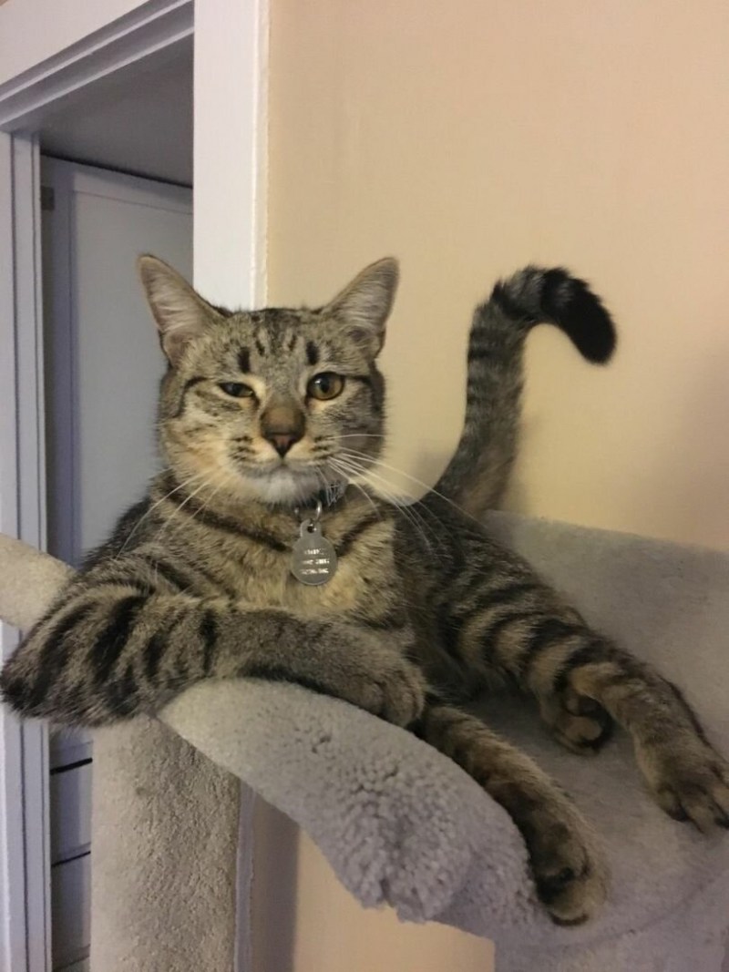 Харизматичные коты
