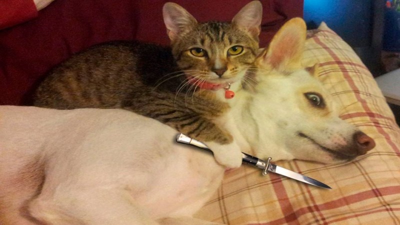 Коту угрожают ножом