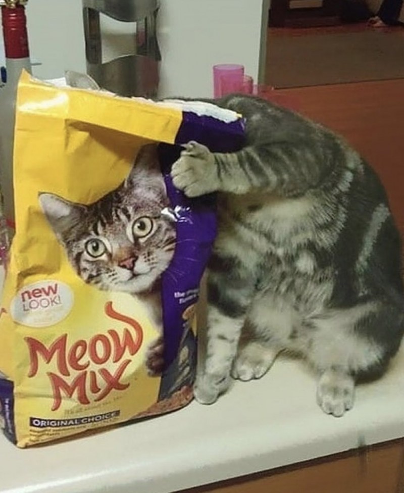 Ржачные котята до слёз