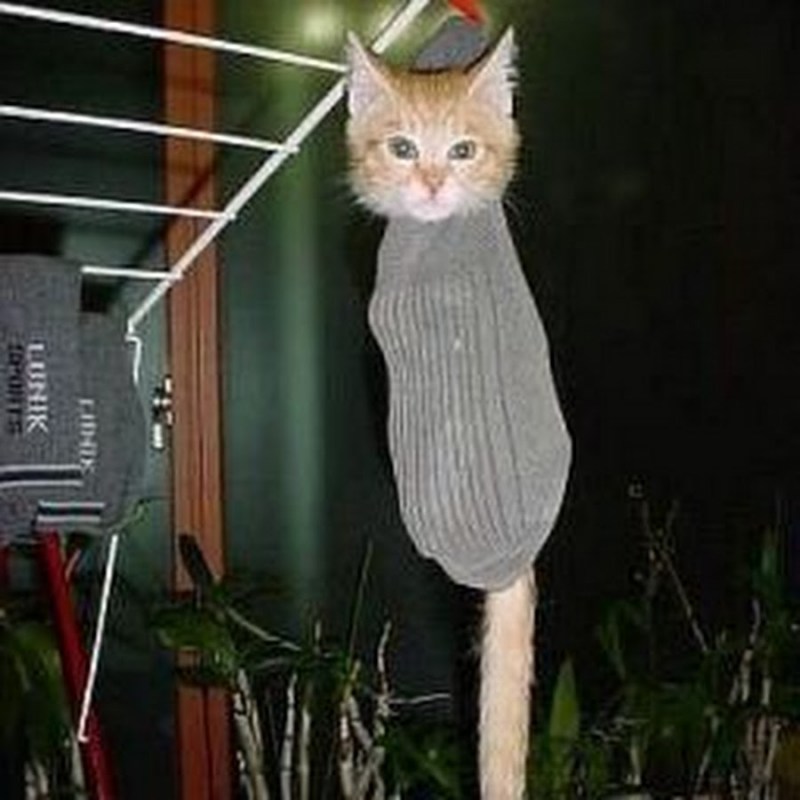Нелепый кот