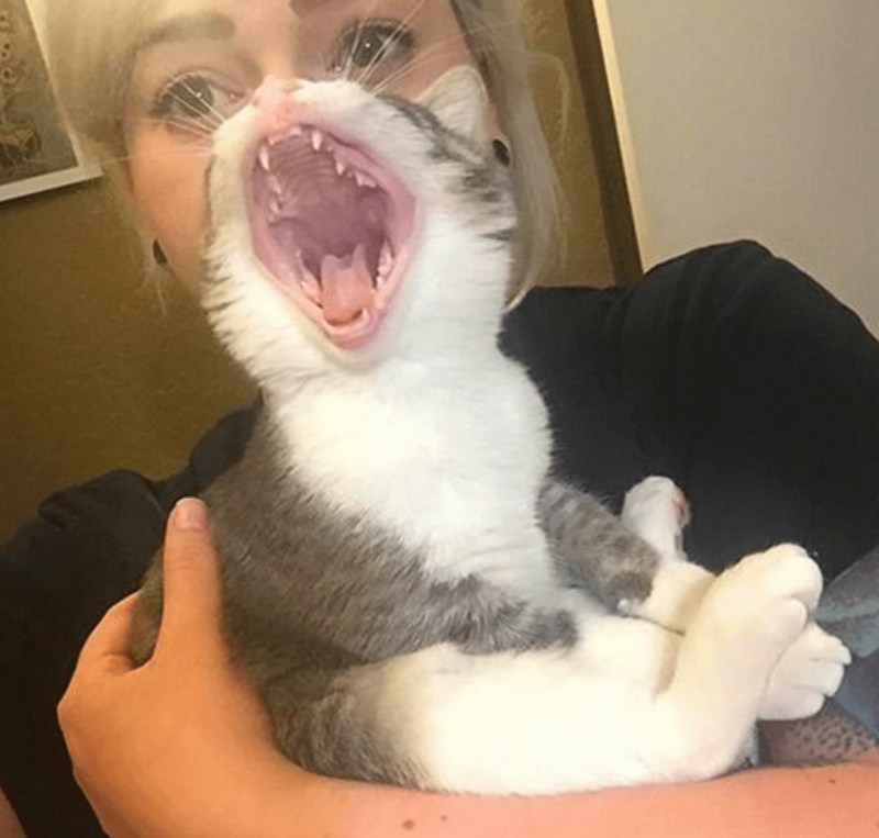 Удачные кадры с кошками