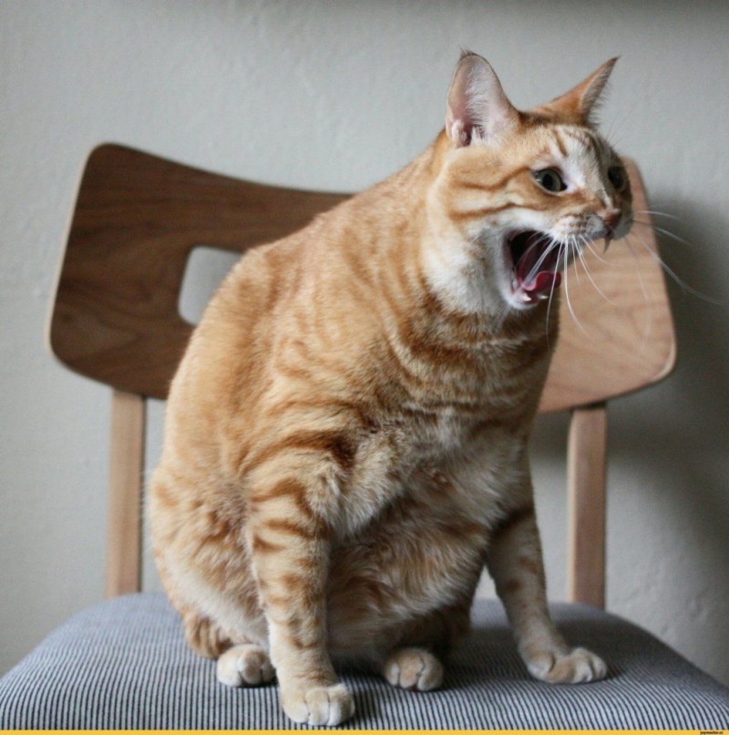 УГАРНЫЙ кот