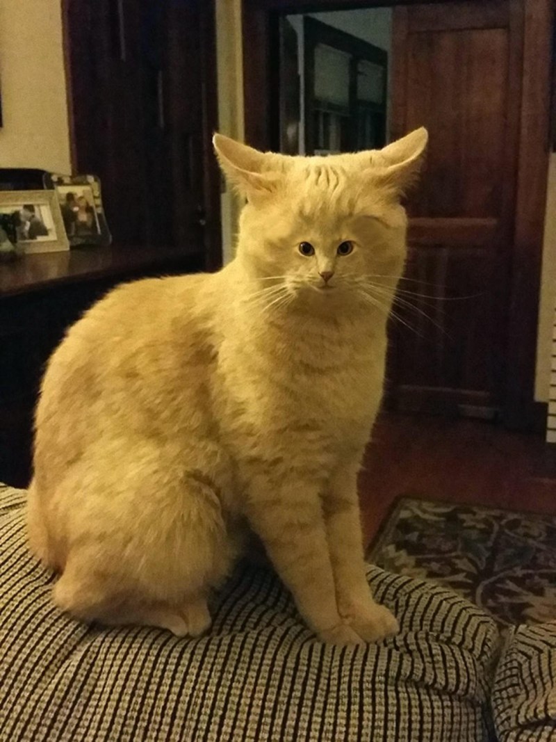 Дурацкие коты