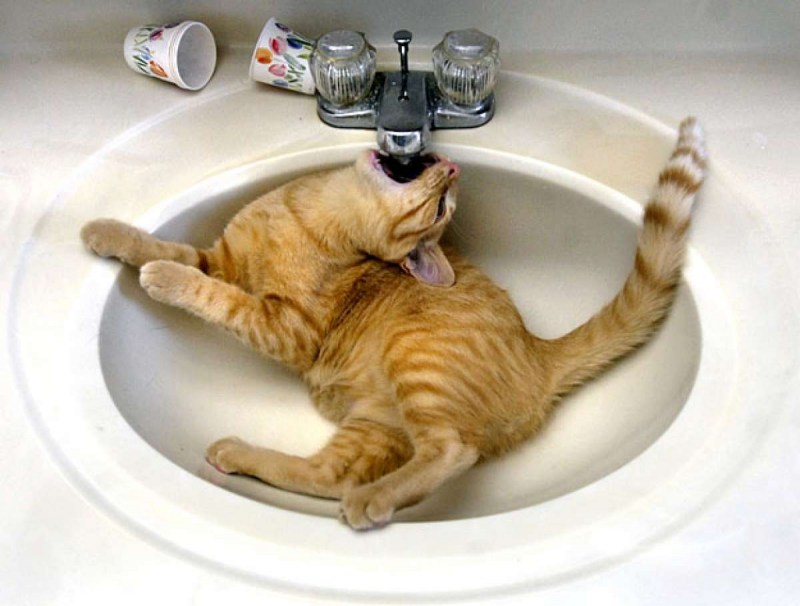 Кот прикол