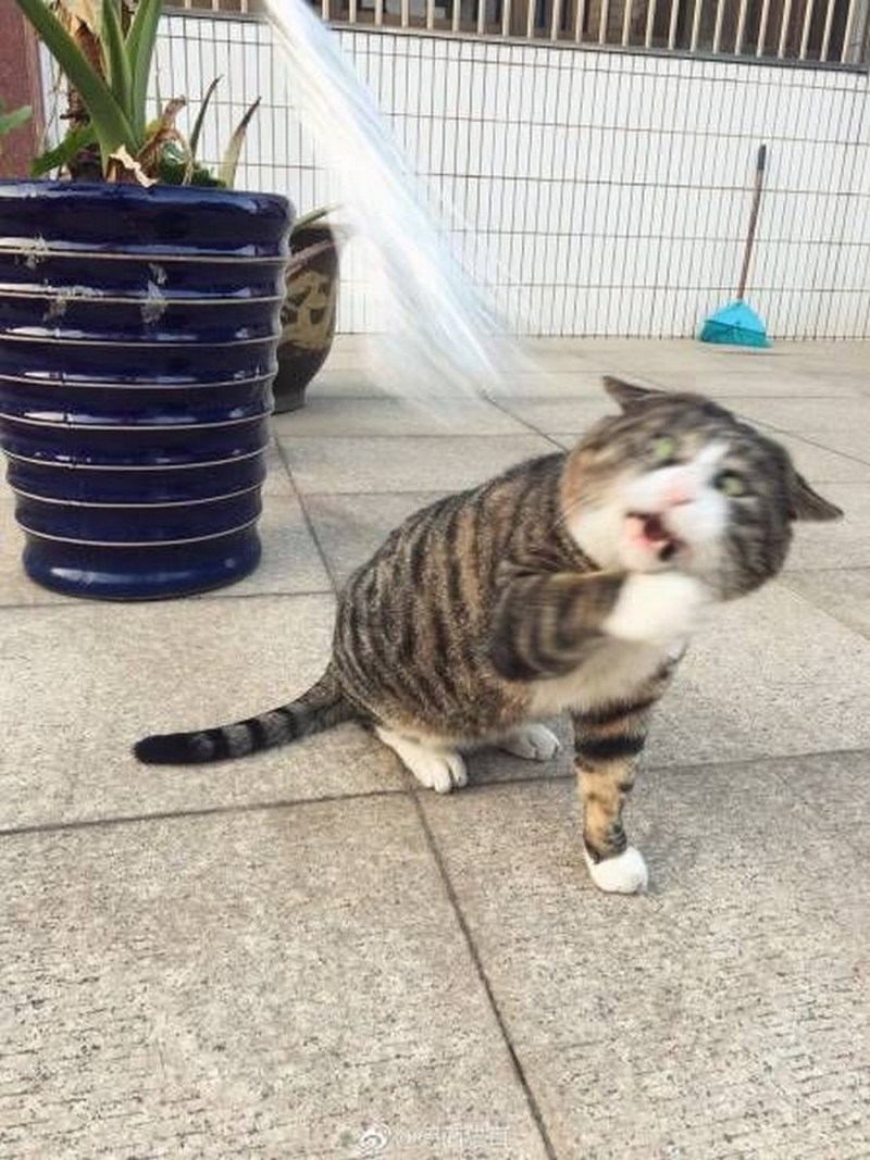 Неуклюжий котик