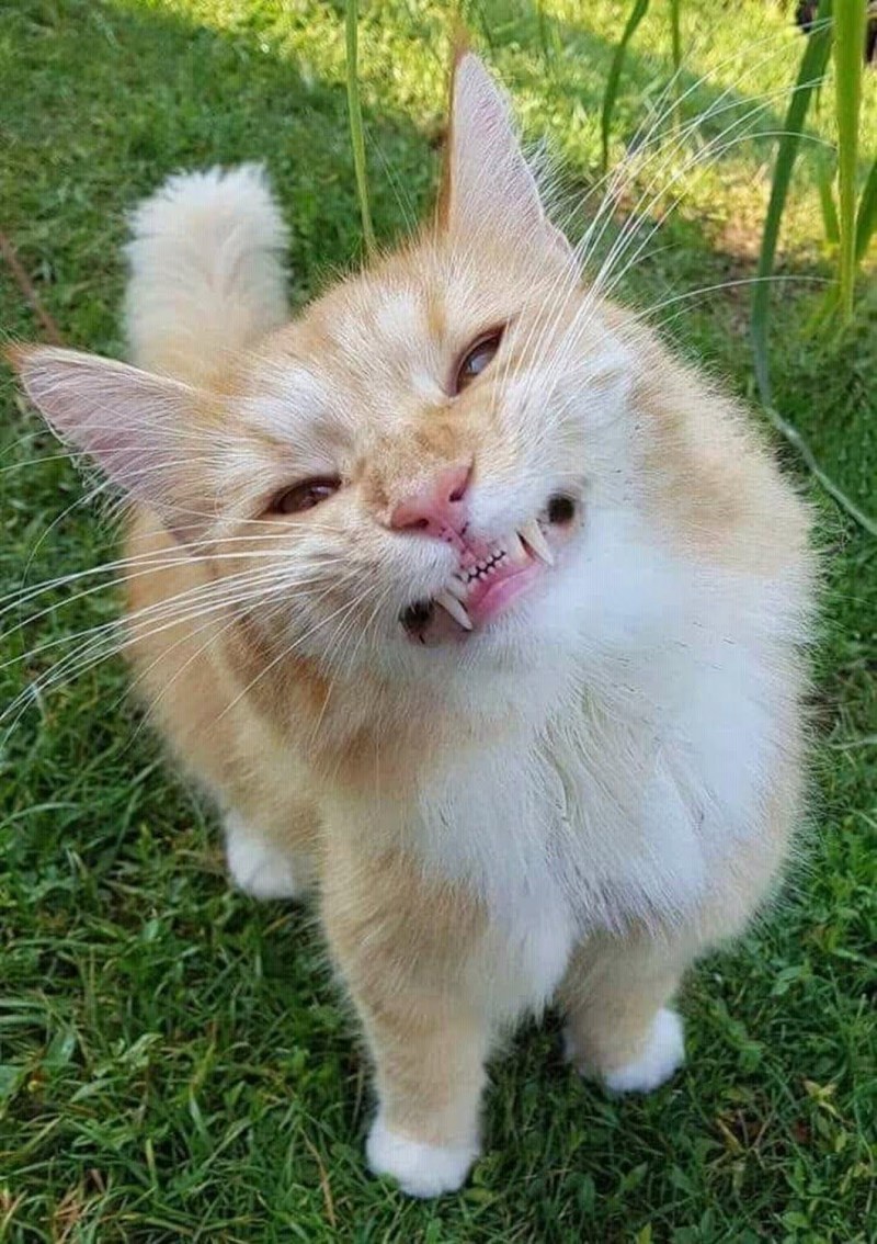 Угарные коты