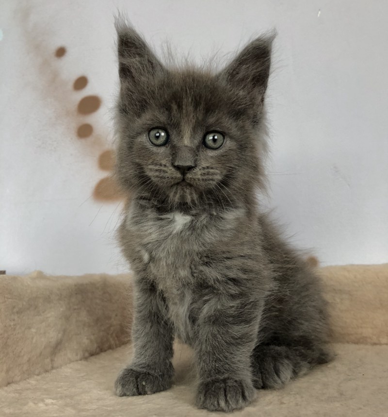 Кот Мейн кун