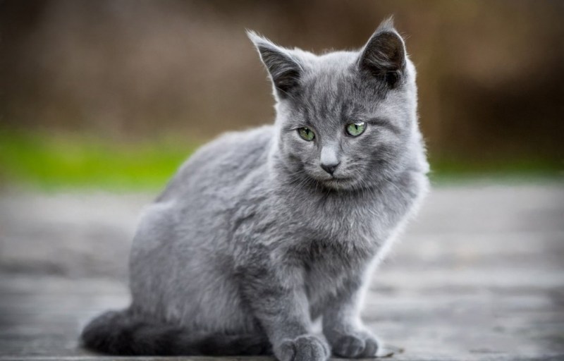 Серая дымчатая кошка