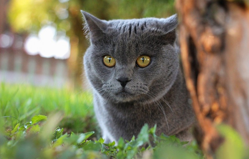 Сибирский голубая кошка короткошерстная