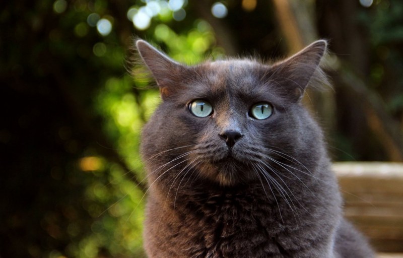 Серая дымчатая кошка