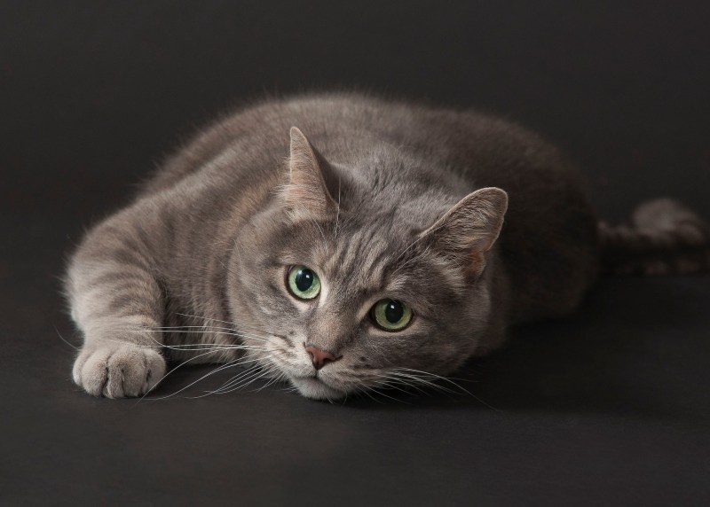Кот Сибирский Нибелунг