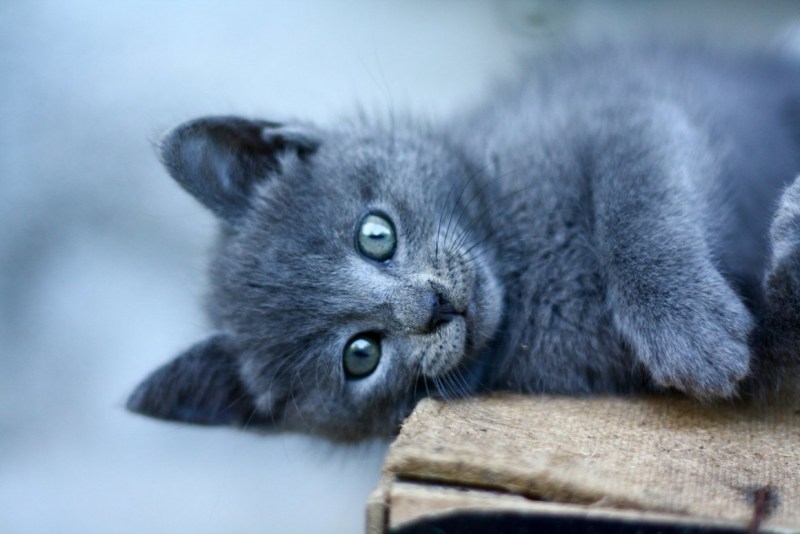 Ярославская дымчатая кошка