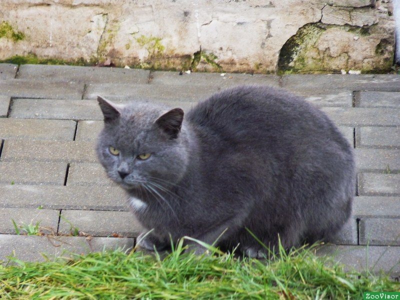 Сибирская кошка дымчатая