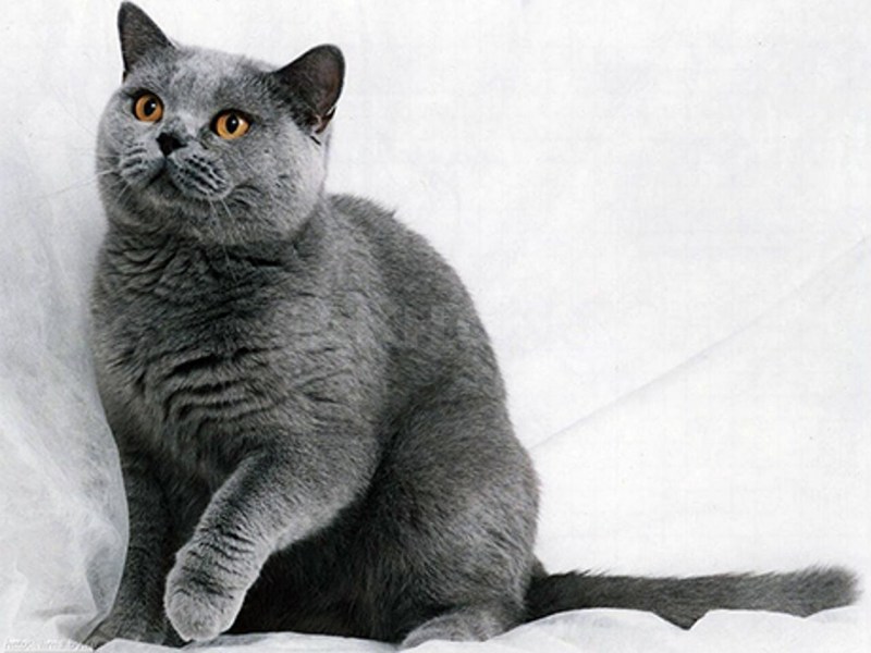 Британская короткошёрстная кошка