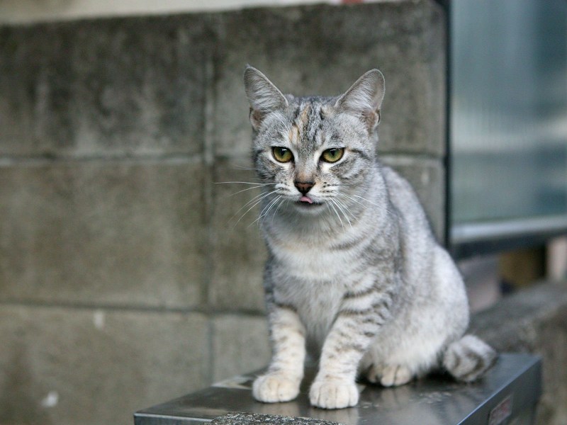 Шотландские котята серенькие