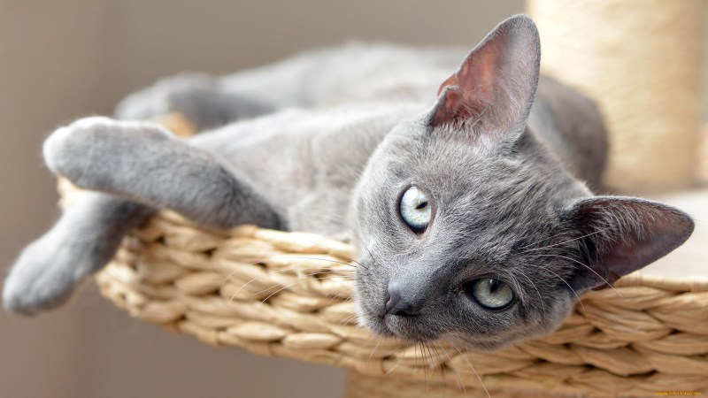Коты породы Нибелунг