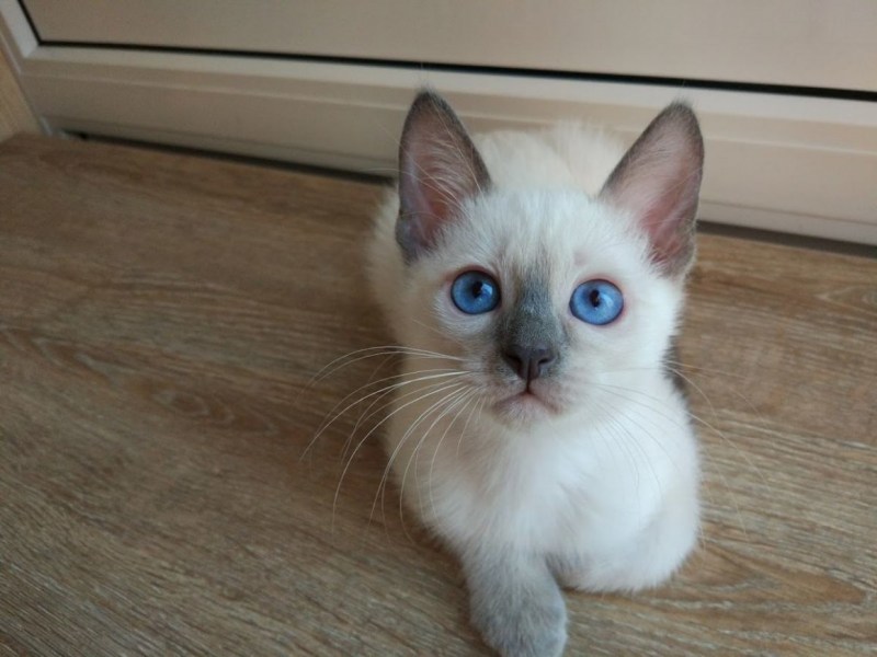 Тайская кошка Блю Пойнт котенок