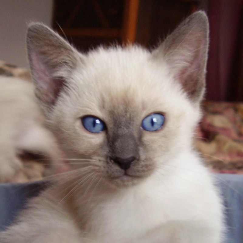 Сиамская кошка короткошерстная