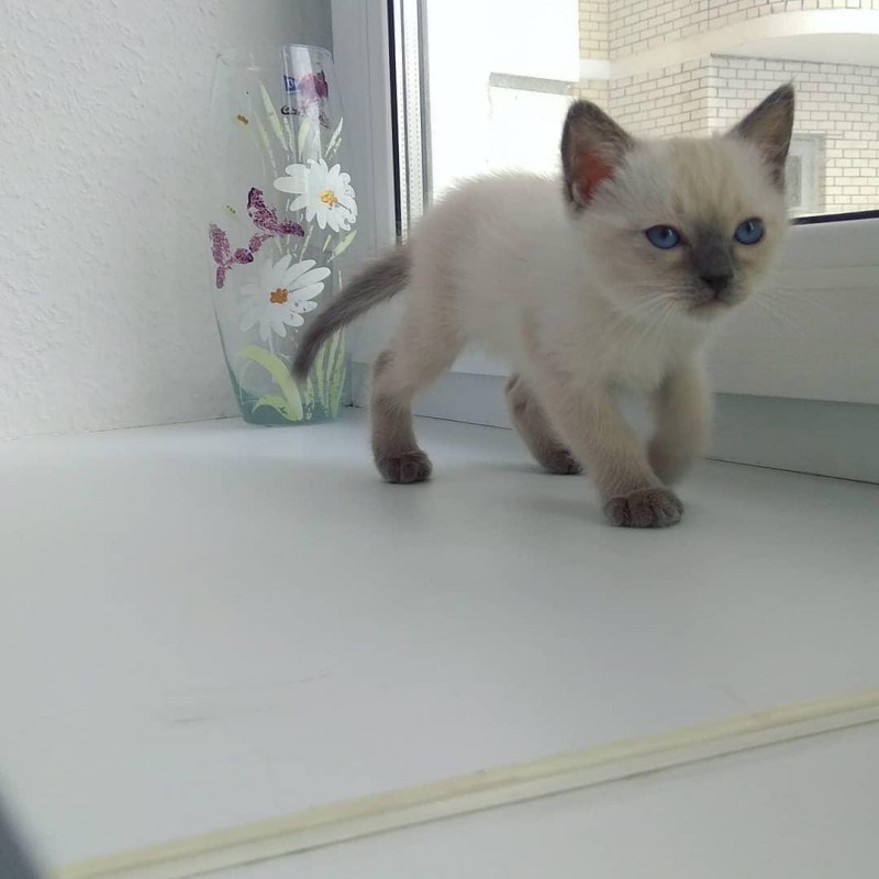Тайский котята Блю Пойнт 1 месяц