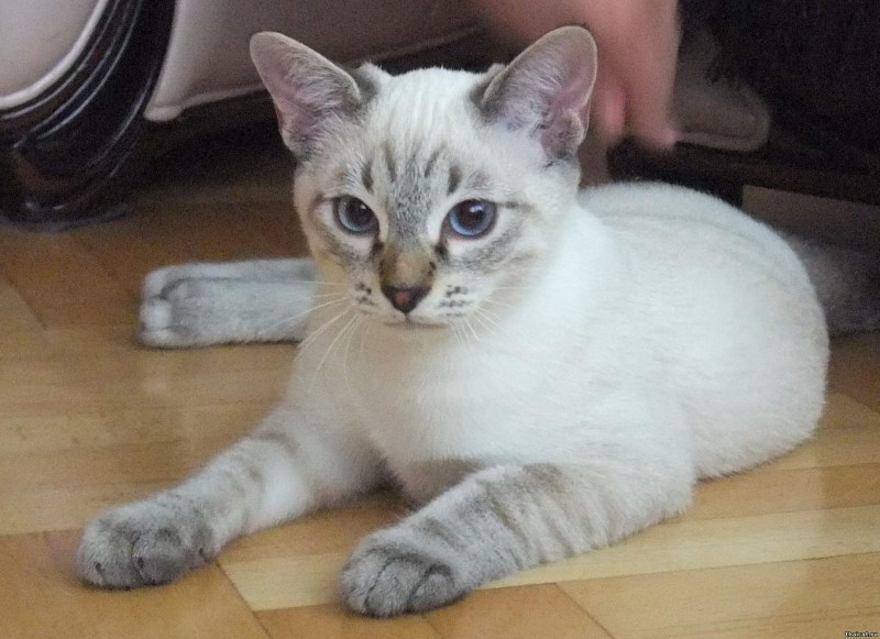 Тайская кошка Лайлак Пойнт