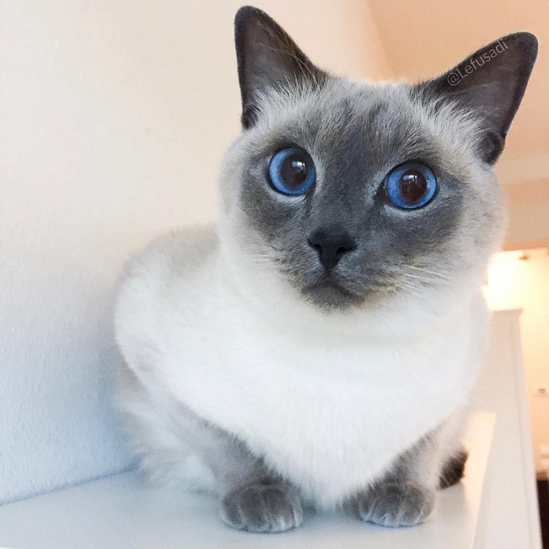 Тайская кошка Blue point