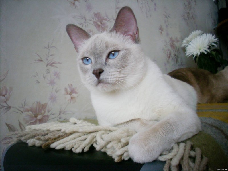 Тайская кошка Лилак Пойнт
