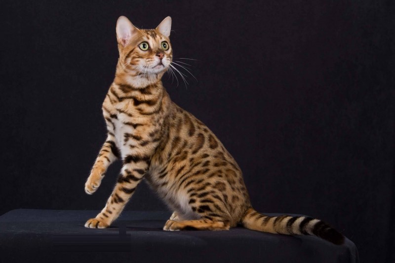 Бенгальская кошка