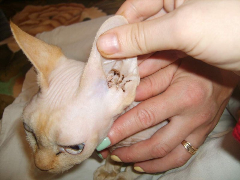 Домик для лысого кота