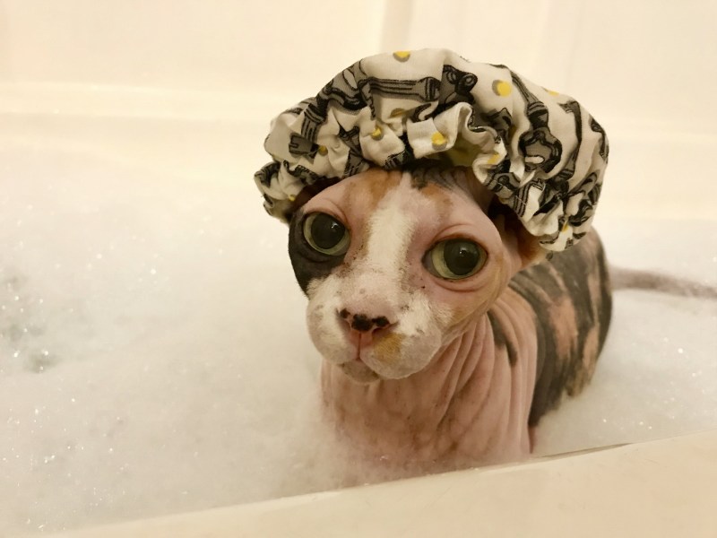 Котик в шапочке для душа