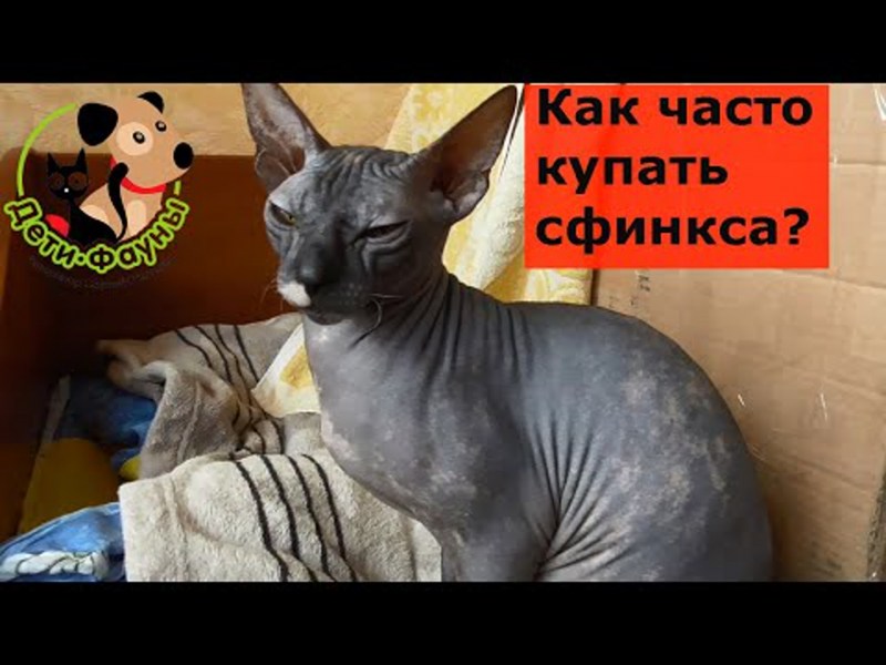 Как часто нужно купать сфинксов
