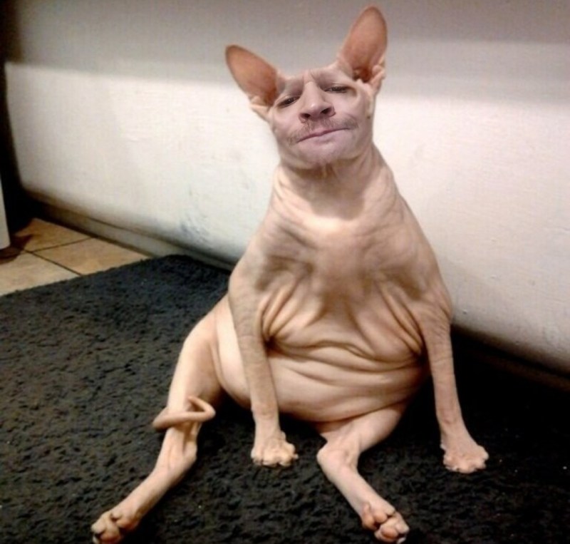 Кошка моется