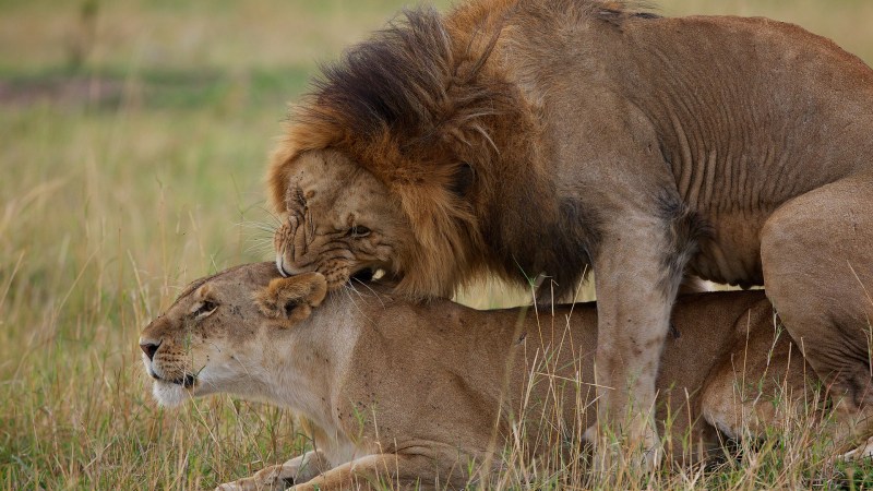 Nat geo Wild Лев