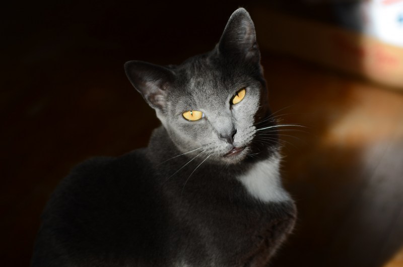 Породы кошек Корат черный