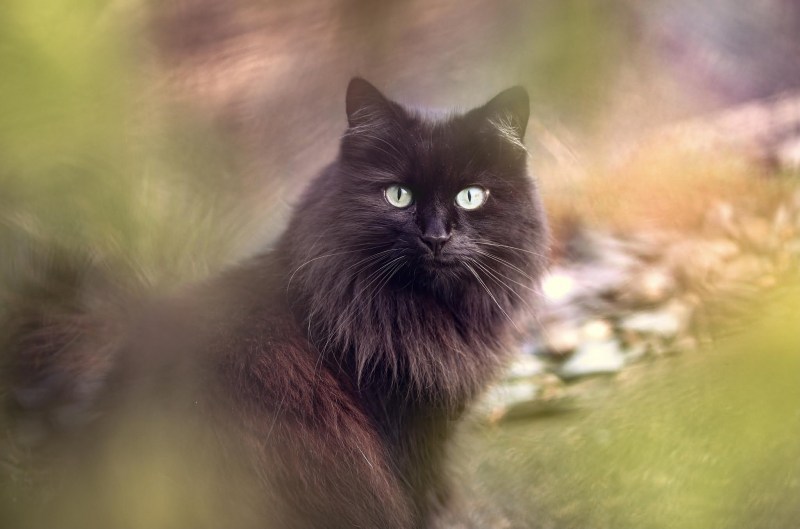 Бурая кошка