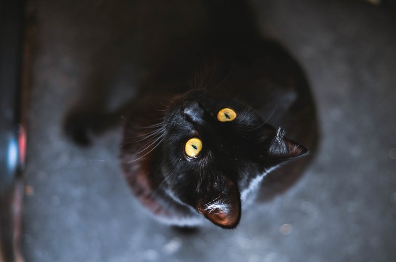 Чёрная кошка с янтарными глазами