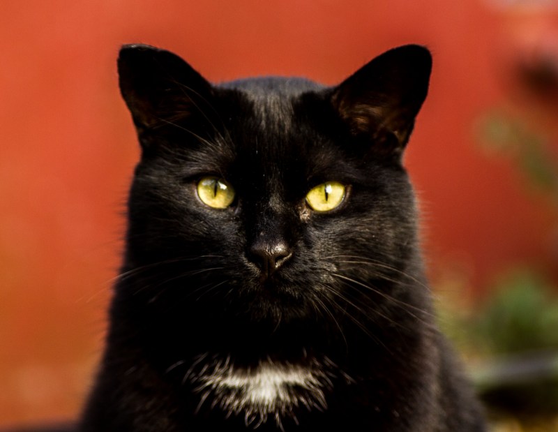 Кошечка черная