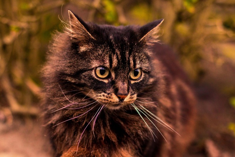 Черно синие фото кота