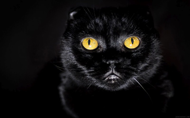 Глаза кошки
