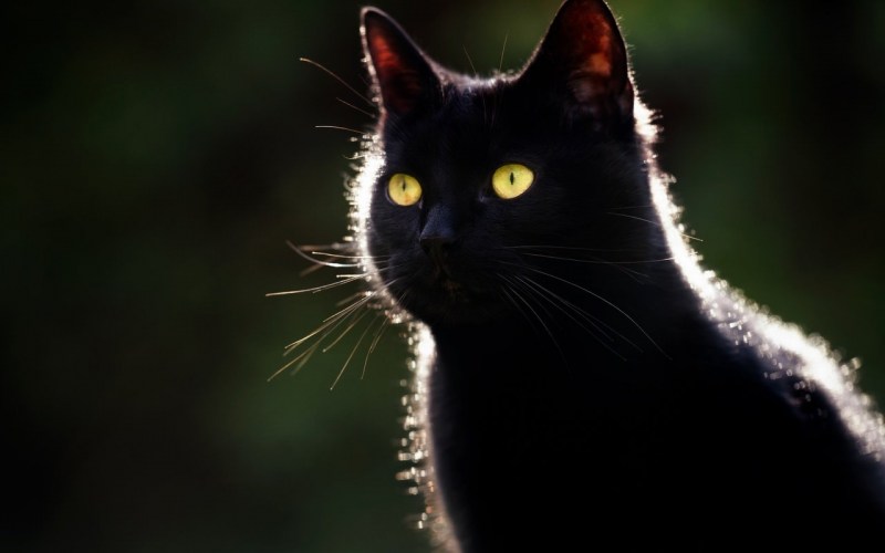 Чёрный котик