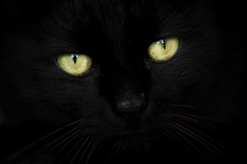 Черные коты