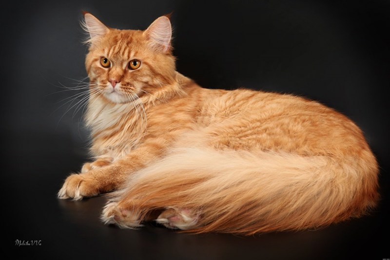 Мейнкун кот