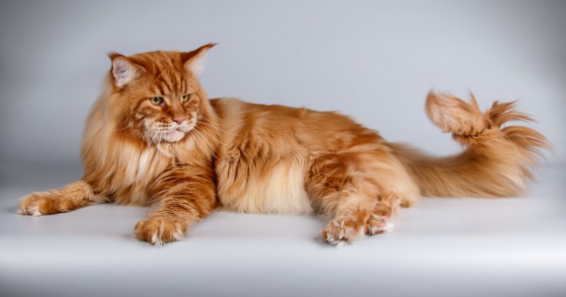 Кошек породы Королевский Мейн кун