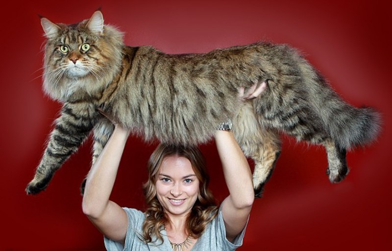 Кот Мейн кун