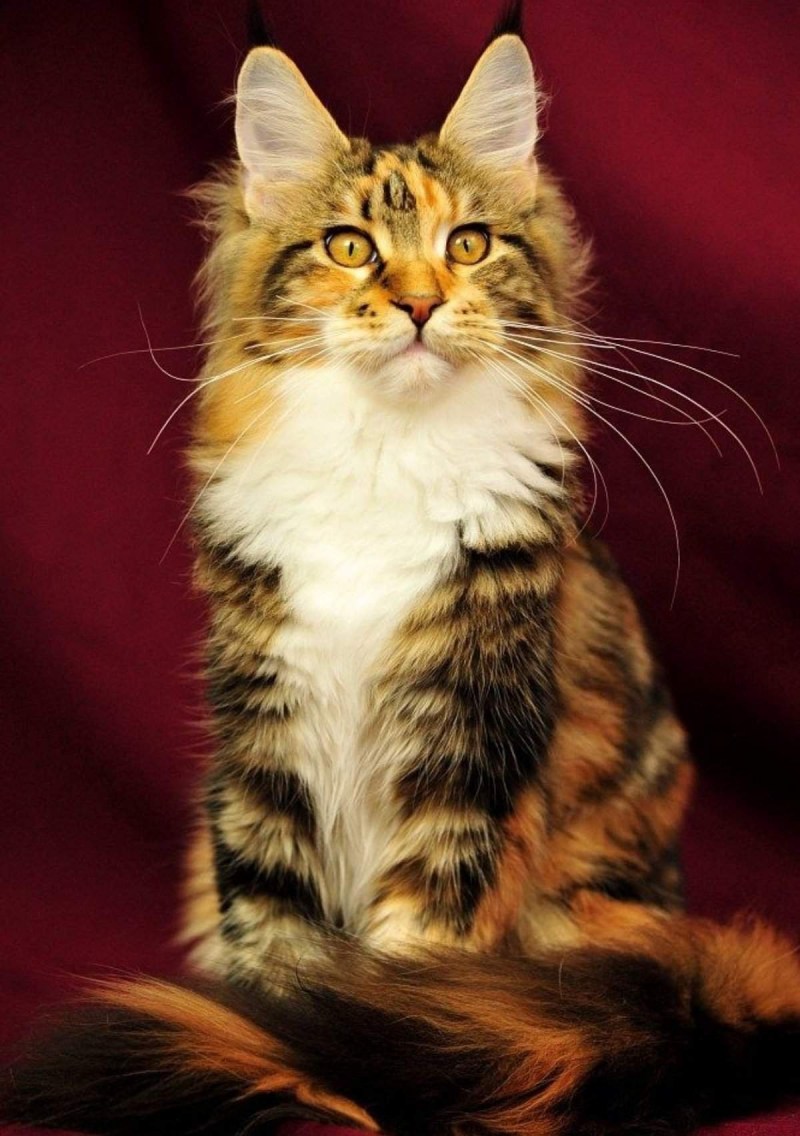 Кошка Мейн кун