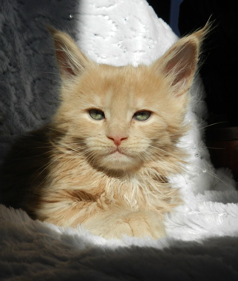 Кот Мейн кун кремовый