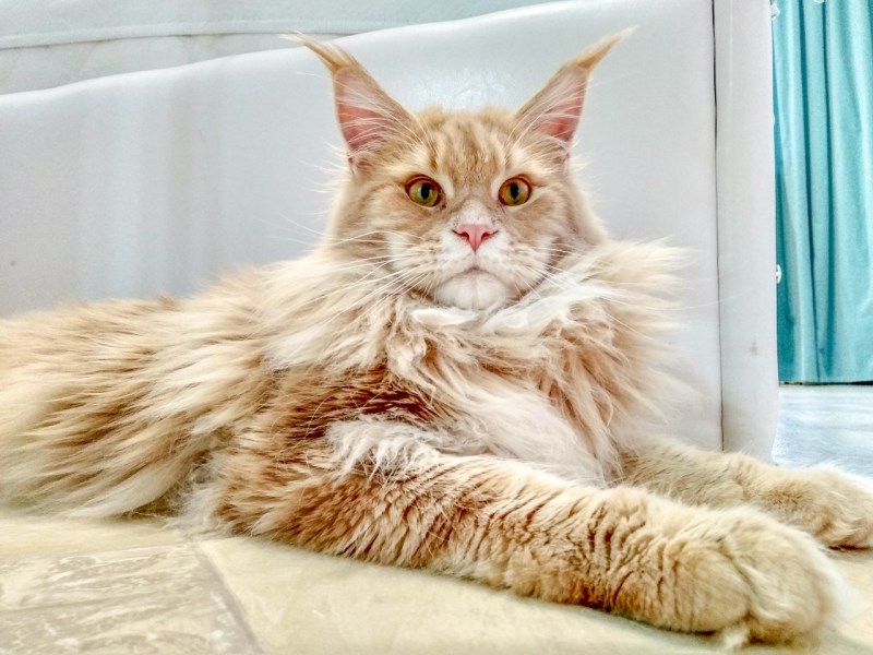 Кот Мейн кун кремовый