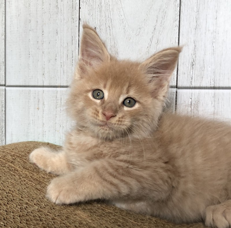 Персиковые котята Мейн куна