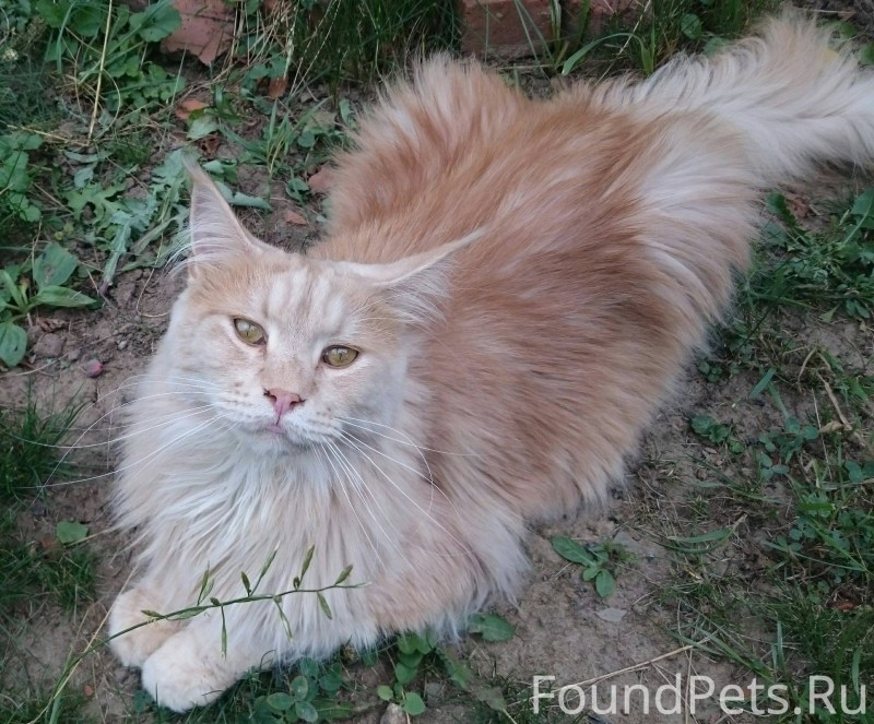 Котенок Мейн кун рыжий 1 месяц