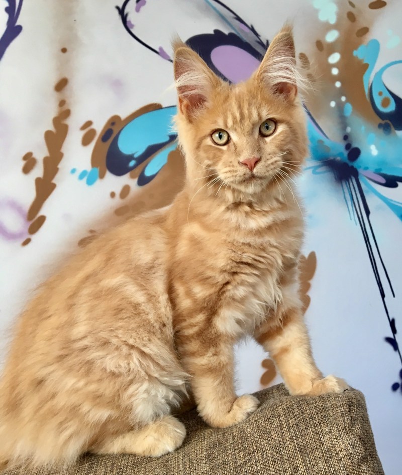 Котята Мейн куна песчаные